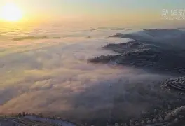 植物mir138-lol官网平台